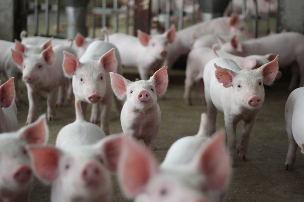 A,Group,Of,Finishing,Pigs,In,A,Concrete,Pen,On