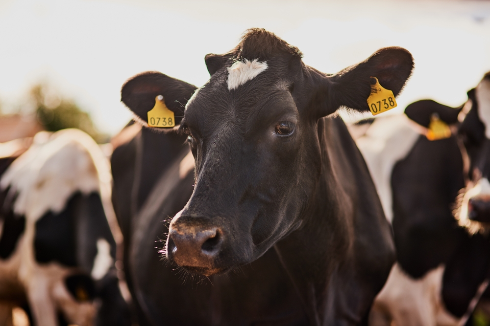 Cow,,Cattle,And,Animal,With,Tag,For,Livestock,,Agriculture,Or