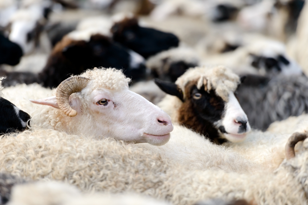 Herd,Of,Sheep,On,Mountain,Farm,Close,Up.,Animal,Photography